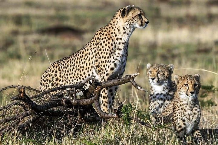 5 Days Kenya Lodge Safari Aberdare, Lake Nakuru And Masai Mara