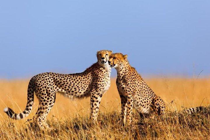 5 Days Kenya Lodge Safari Aberdare, Lake Nakuru And Masai Mara