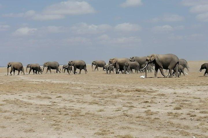 7 Days Kenya Budget Camping Safari Tours