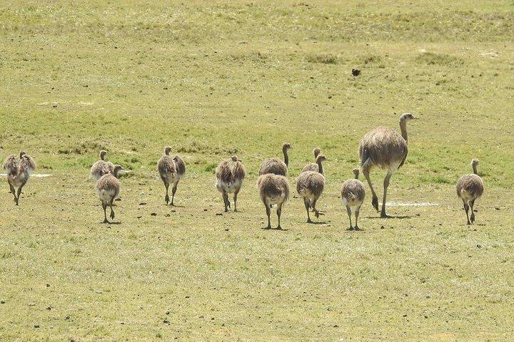 SIB Cruise Shore Excursion Peninsula Valdes - Pto Madryn - Patagonia Argentina