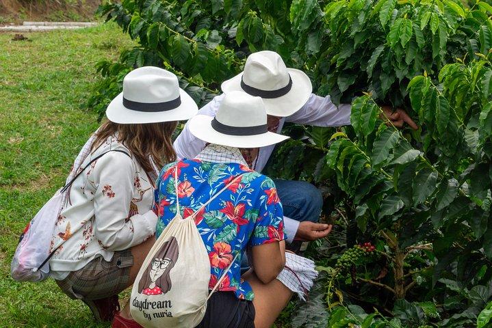 Coffee Tour, Sighting Pereira