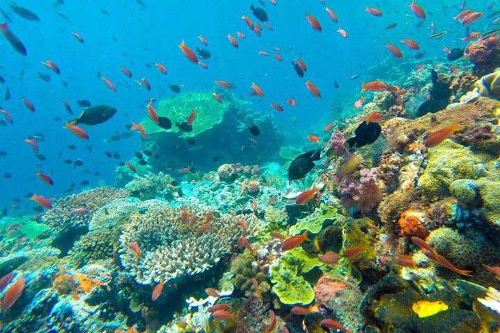 Full-Day Trip to Koh Tao and Koh Nang Yuan from Koh Samui by Speedboat