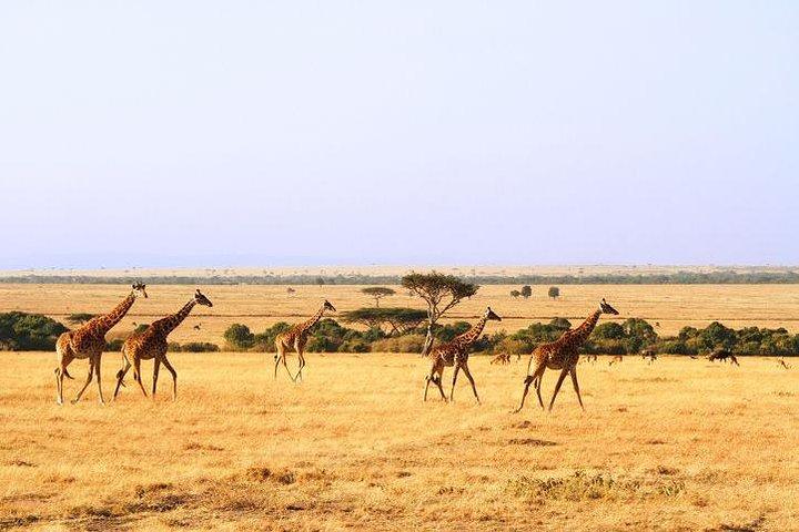 6 Days Mount Kenya, Aberdare, Lake Bogoria, Baringo, Lake Nakuru, Masai Mara