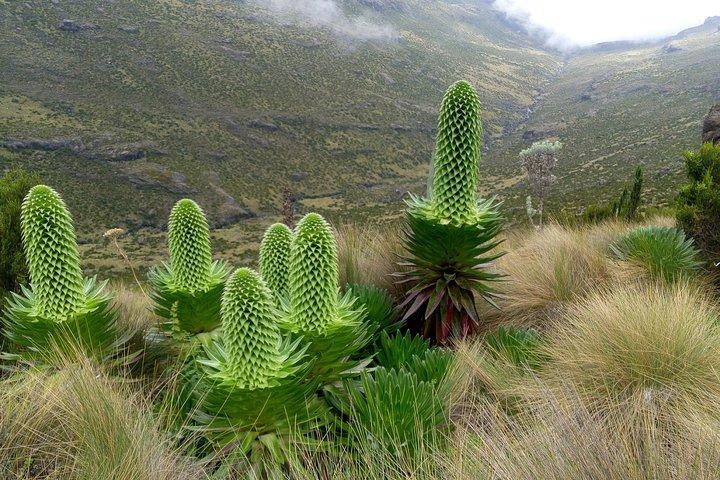 4 Days Mount Kenya