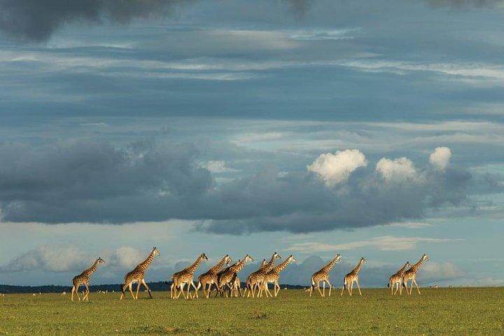 6 Days Kenya Safari Masai Mara, Lake Nakuru And Lake Baringo / Bogoria.