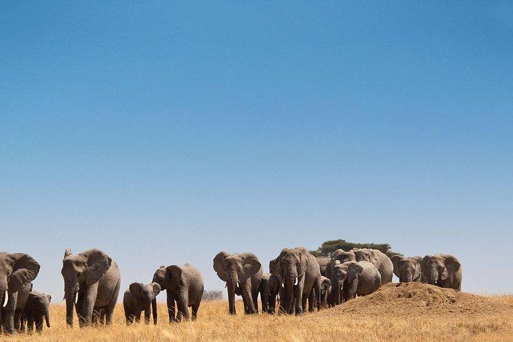 8 Days Kenya Luxury Lodge Safaris