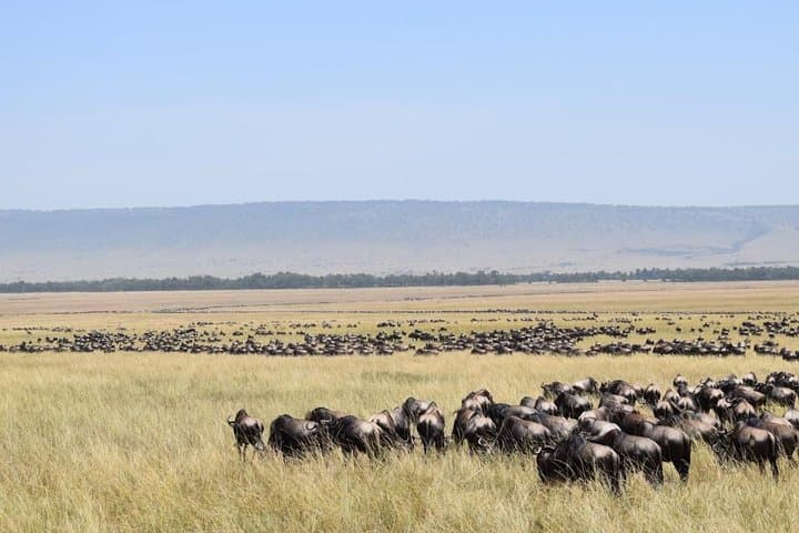 7 Days Kenya Lodge Safari Masai Mara, Lake Nakuru, Naivasha And Amboseli