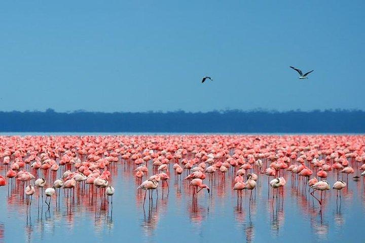 8 Days Kenya Luxury Lodge Safaris