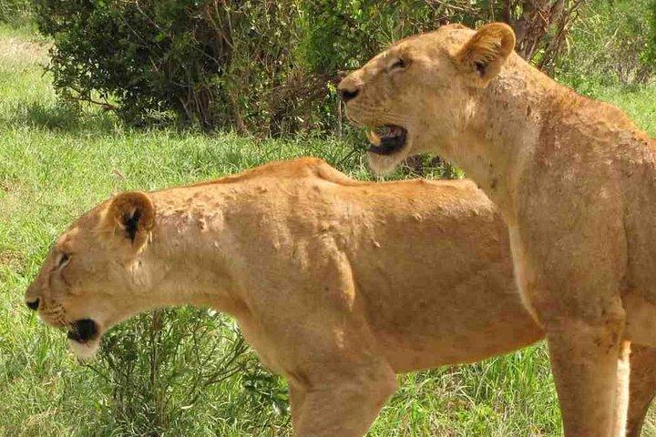 8 Days Kenya Luxury Lodge Safaris