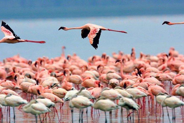 7 Days Kenya Budget Camping Safari Tours