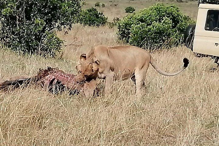 7 Days Kenya Budget Camping Safari Tours