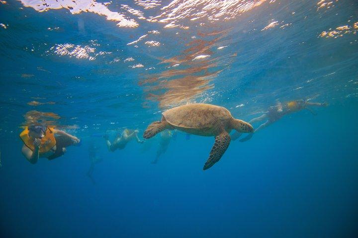 Waikiki, Hawaii: Turtle Canyon Snorkel Excursion