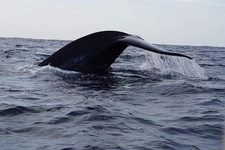Whale & Dolphin Watching Tour in Trincomalee | Scenic Boat Ride