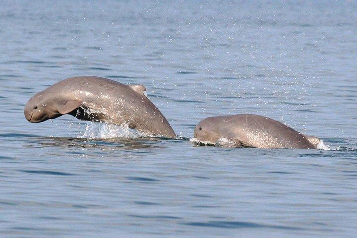 Shared Mangrove & Irrawaddy Dolphin Watching Cruise