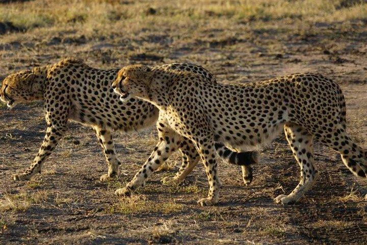 Private Overnight Safari To Maasai Mara