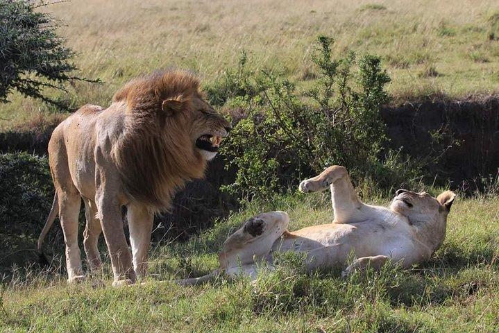 Nairobi National Park,Baby Elephant Orphanage&Giraffe Center Tour
