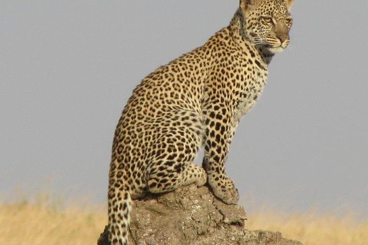 4 Days Joining group budget camp Safari in Serengeti , Ngorongoro and Tarangire