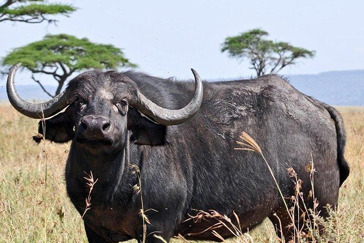 4 Days Joining group budget camp Safari in Serengeti , Ngorongoro and Tarangire