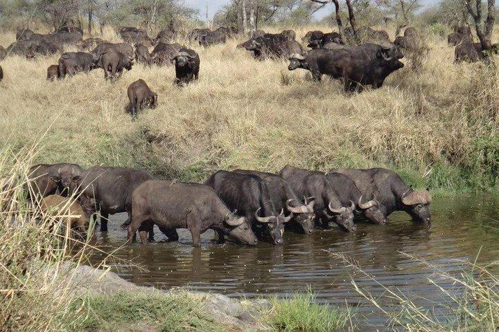 6 Day Mid-range Serengeti, Ngorongoro, Lake Manyara and Tarangire National Park