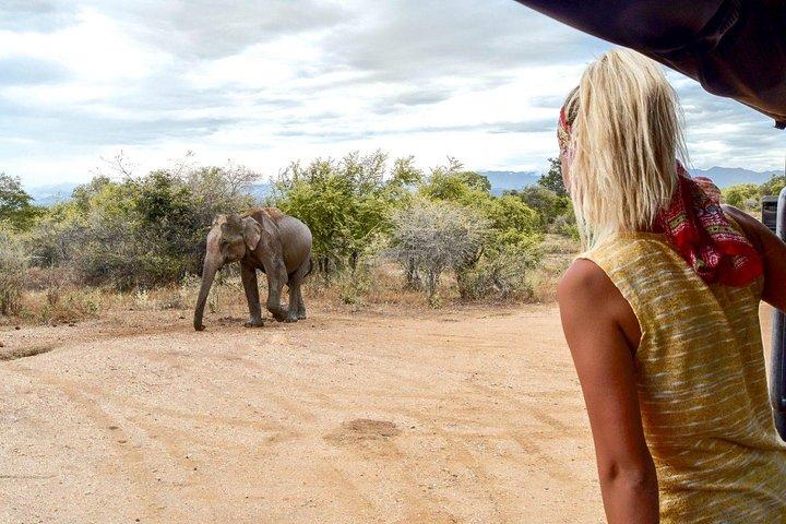 Udawalawe Safari & Ella Day Trip - Private & All Inclusive