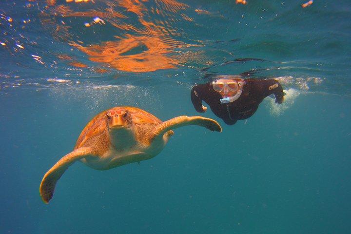 Snorkeling Tour with Sea Turtles and Stingrays