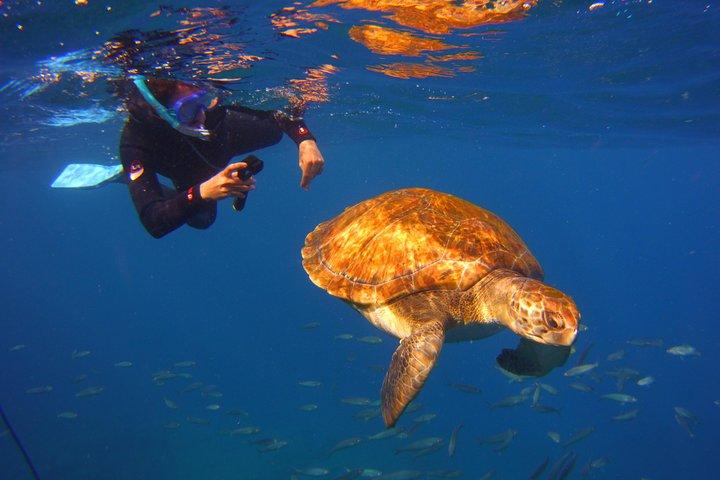 Snorkeling Tour with Sea Turtles and Stingrays