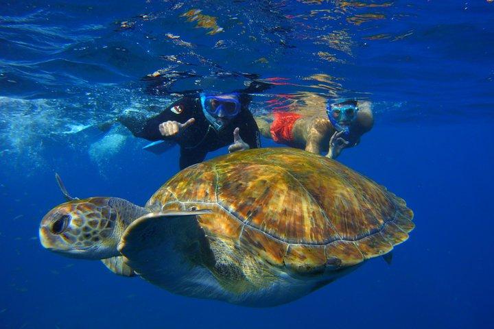 Snorkeling Tour with Sea Turtles and Stingrays
