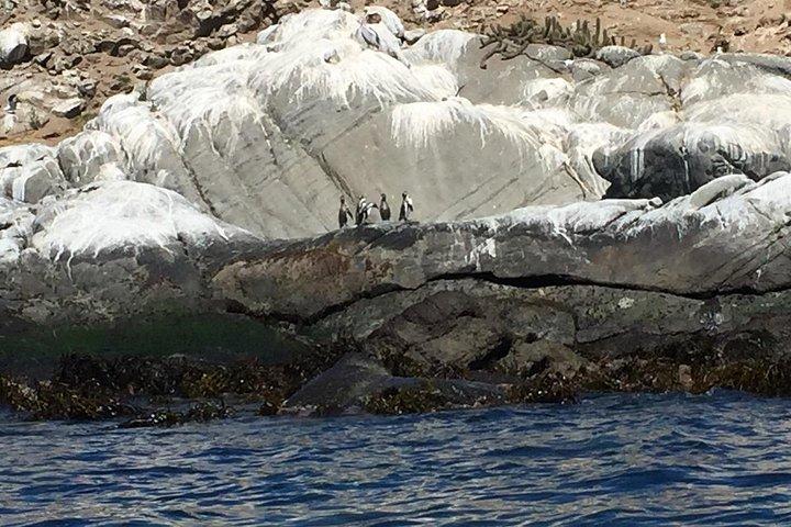 Penguin Watching Navigation Cachagua Lunch From STGO Private Tour