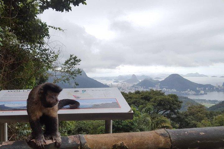 Top Tijuca Forest Private Tour with Botanical Garden