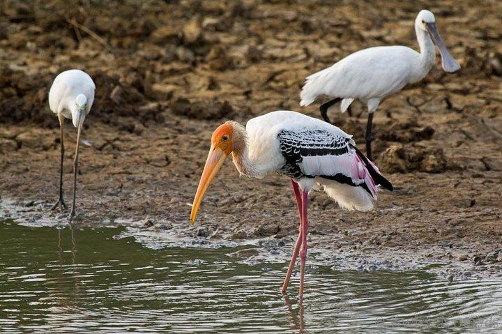 From Ella - Yala Safari with Transfer Option to Other Locations