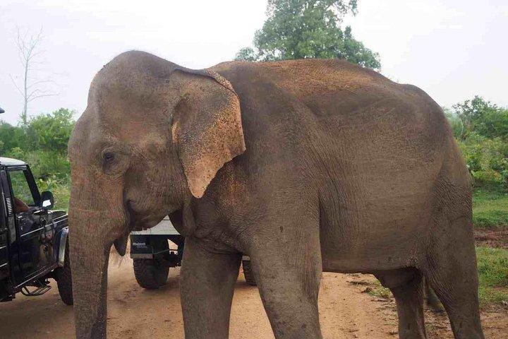 Elephant Transit Home Udawalawe with Jeep safari