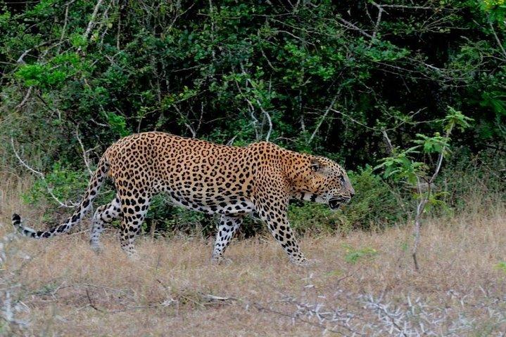 Yala Safari Private Day Trip with Return Transport -All Inclusive
