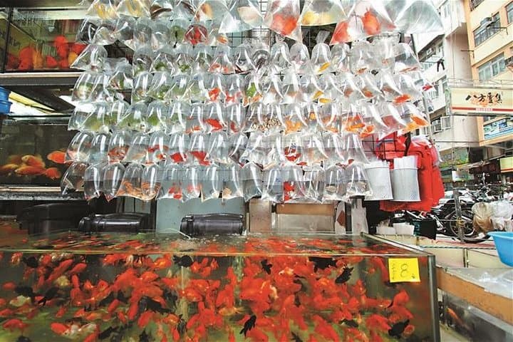 Private Walking Tour: Hong Kong Local Markets Hopper