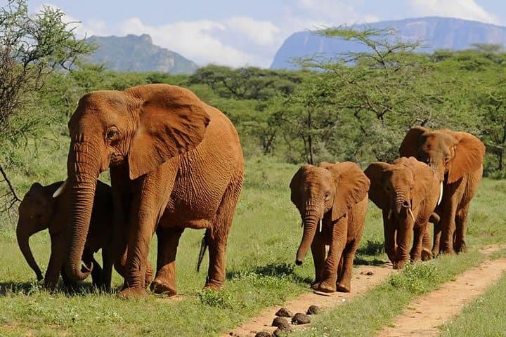 4 Days Affordable Family Safari Holidays