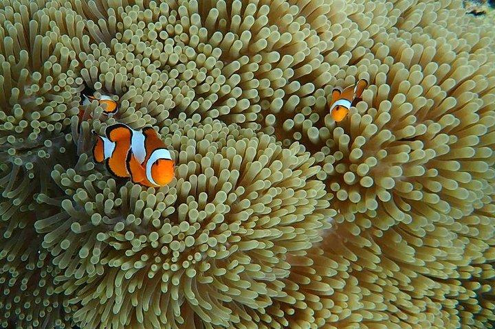 Phi Phi, Maiton, Khai Island Sunset Romantic Trip By Phuket Seahorse Marine