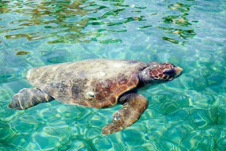 Hol Chan Marine Reserve Snorkel Tour on the 40' Sirena Azul Sailboat