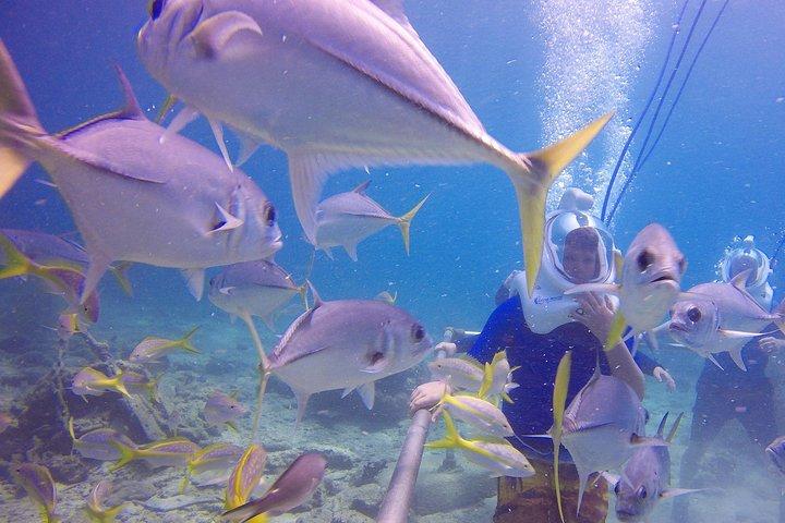 Sea Trek Helmet Dive at Coral World Ocean Park