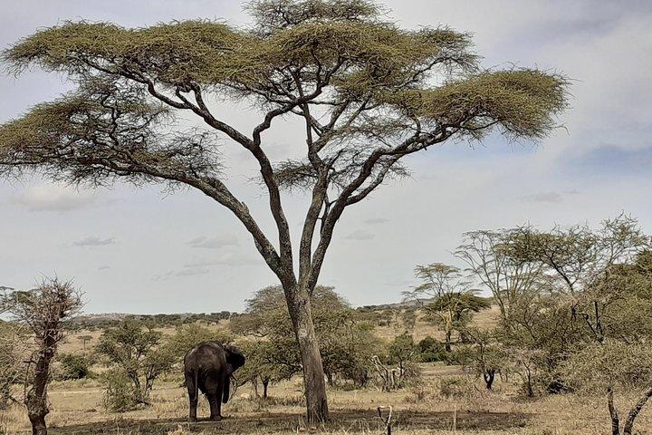 SERENGETI NATIONAL PARK Tour