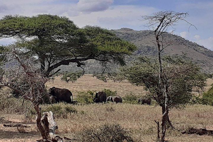 SERENGETI NATIONAL PARK Tour
