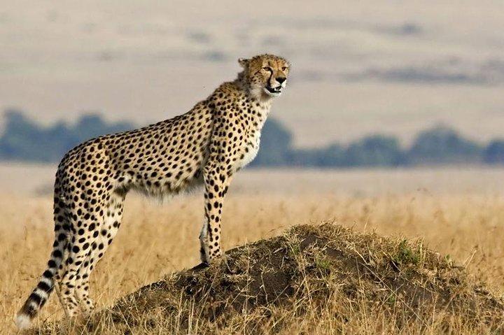 SERENGETI NATIONAL PARK Tour