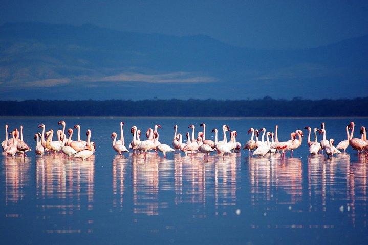 7 Days Kenya Luxury Holiday Safari
