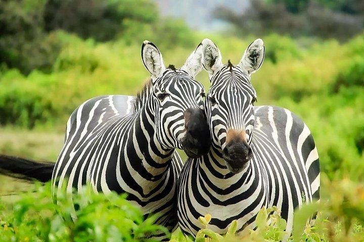 8 days Kenya Lodge Safari Package.