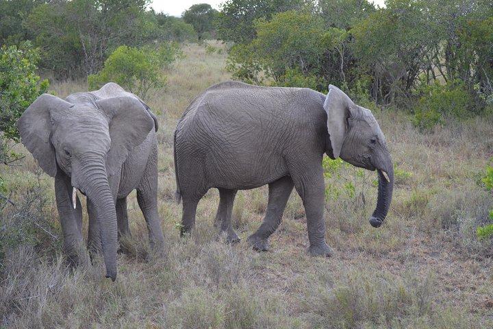 2-Day, 1-Night Ol Pejeta, The Heart of Rhino Conservation.