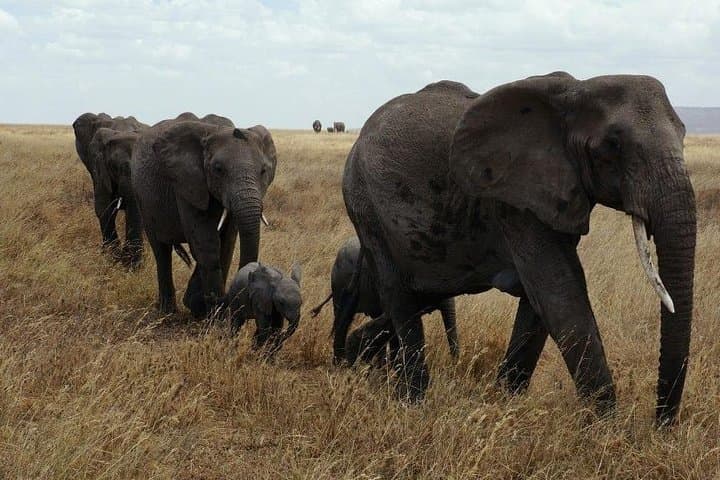 3 Days Camping Safari in Amboseli National Park, Kenya