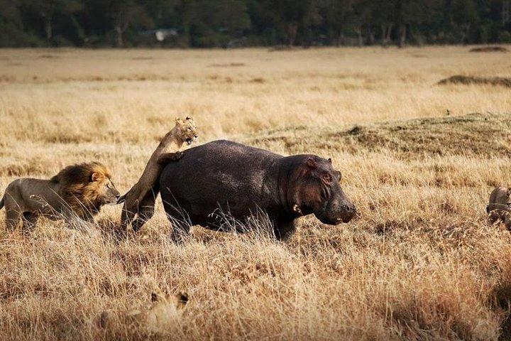 11-days Best Of Kenya And Tanzania Budget Safari