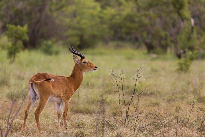 5 Days Masai Mara Wildebeest Migration Safari Packages 2021