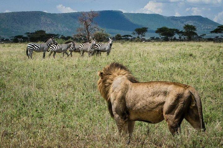 8 days Kenya Lodge Safari Package.