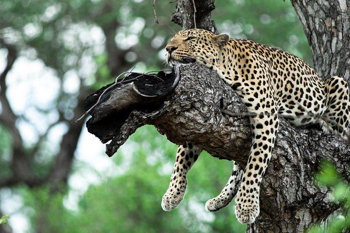 5 Days Kenya Lodge Safari Aberdare, Lake Nakuru And Masai Mara