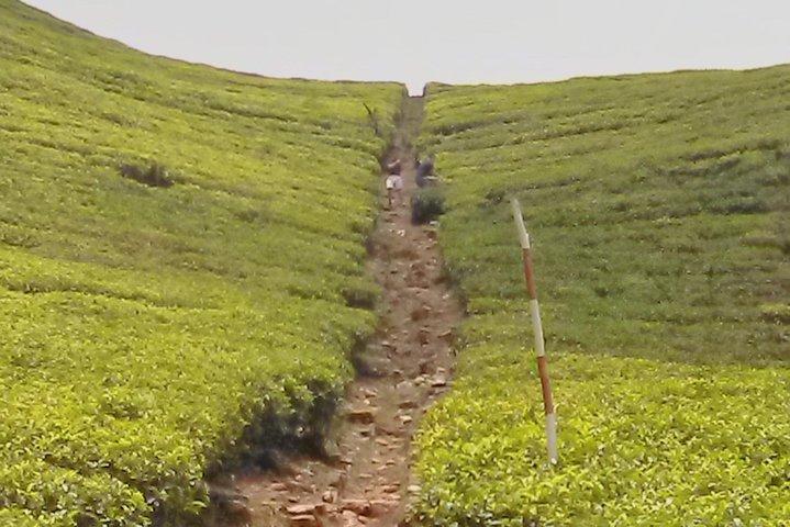 Private Day trip Kandy & pinnawala with your selected attractions