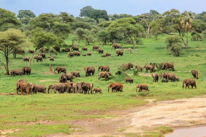 3 Days Amazing Tanzania Safari
